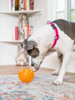 Snoop Orbee-Tuff pour chien - jouet interactif distributeur de friandises