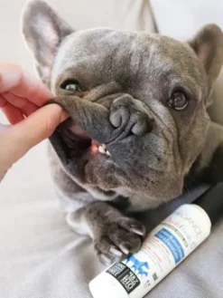 Soin dentaire pour chien en spray - Dentifresh 🦷 - Biogance