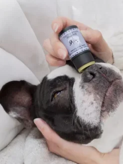 Stick Belle Truffe 👃 pour chien - Dexter & Mango