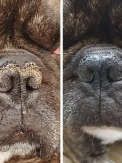 Stick Belle Truffe 👃 pour chien - Dexter & Mango