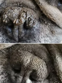 Stick Belle Truffe 👃 pour chien - Dexter & Mango