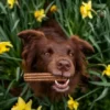 Stick dentaire pour chien - Brit Dental Stick - Calm 😌