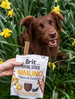 Stick dentaire pour chien - Brit Dental Stick - Immuno 💪