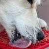 Tapis de léchage pour chien et chat - Sapin rouge 🎄 - SodaPup