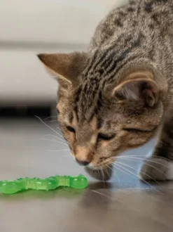 Vers de Terre pour chat senteur d'herbe à chat - OrkaKat - Pet stages