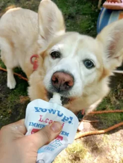 Yaourt à boire pour chien - Boost immunitaire à la Dinde🦃 - Yow Up !