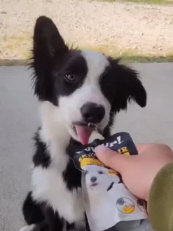 Yaourt à boire pour chien - Pelage goût Saumon 🐟 - Yow Up !